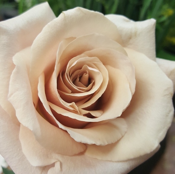 Meet your Posher, Kelly - Picture 1 of 1